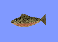 Fisk fishNotFog